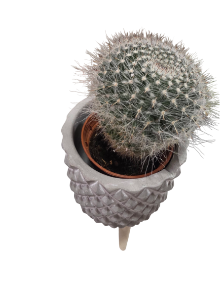 Cactus en macetero